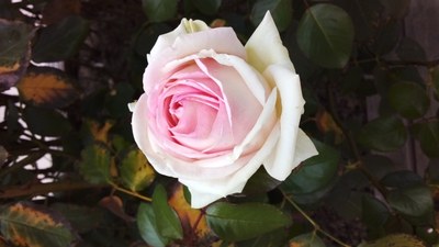 la rose Madeleine Delbrêl